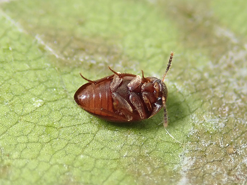 Leiodidae Cholevinae: Sciodrepoides watsoni (cfr.), femmina